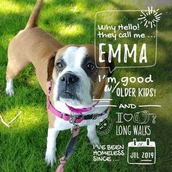 Forget Me Not Emma Ma Pets For Patriots