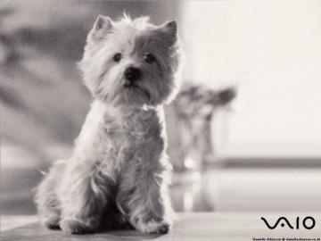 Westie Wallpaper For Your Desktop