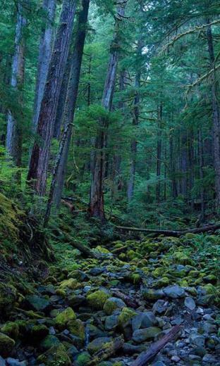 3d Forest HD Live Wallpaper Dynamic Theme Application