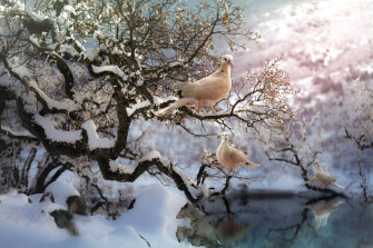 White Dove Wallpaper