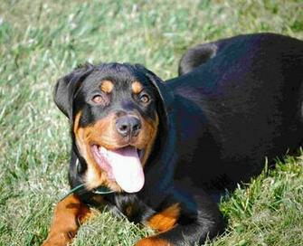 Rottweiler Puppies Wallpaper HD Desktop Background