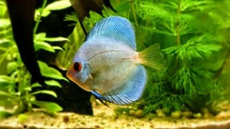 Discus Fish Photos Wallpaper The Fun Bank