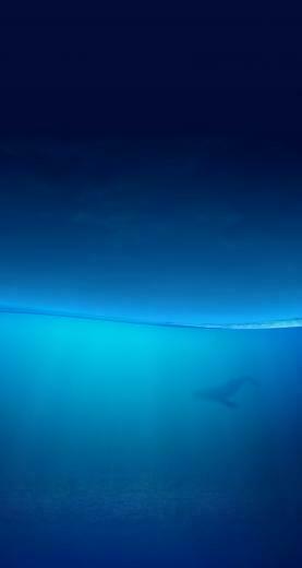 Whale iPhone Wallpaper 5s 5c