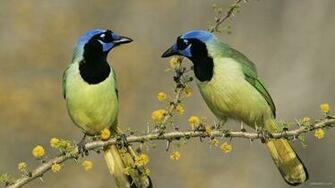 Wild Birds Widescreen Wallpaper