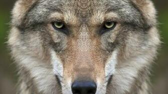 Wolf Face HD Wallpaper Wallpaperfx