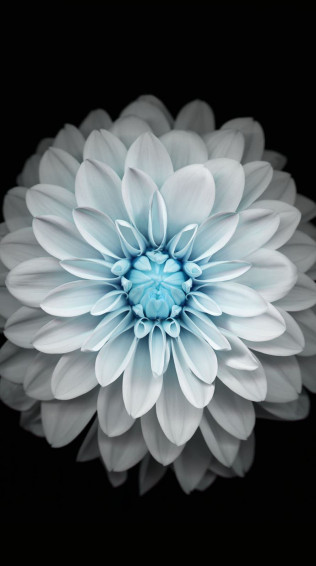 Flower Black And White Wallpaper