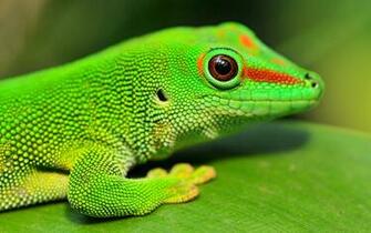 Gecko Wallpaper