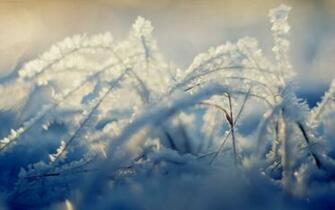 Winter Snow Scene Wallpaper High Definition