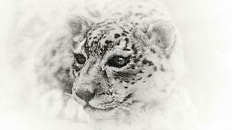Mac Snow Leopard Desktop Wallpaper High Definition