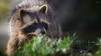 Raccoon Wallpaper Animal