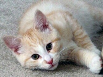 Cat Wallpaper Cute Pictures Animal Desktop Background