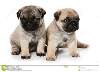 Pug Puppies For Desktop Wallpaper Dogbreedswallpaper