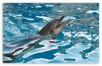 Dolphin Wallpaper