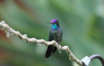 Hummingbird HD Wallpaper High Definition