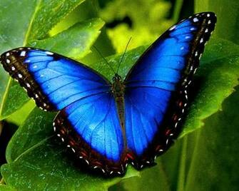 Insects HD Wallpaper Insect For Background