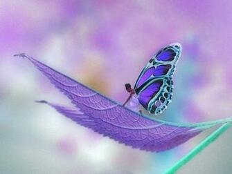 Purple Fairy Wallpaper