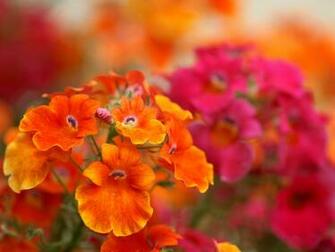 Gallery For Gt Fall Flowers Wallpaper