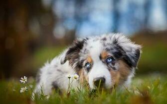 Australian Shepherd Dog Wallpaper Wallpapercharlie