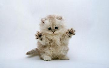 Cute Kitten Wallpaper Kittens