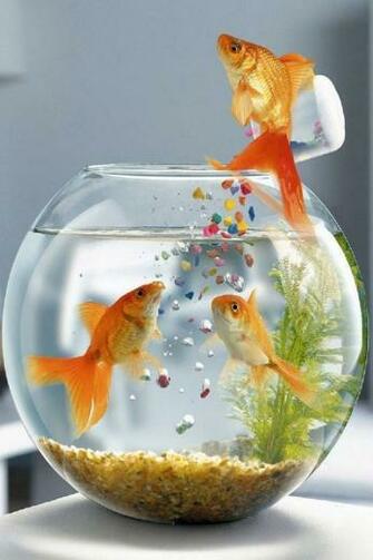 Background Pictures Photos iPhone Wallpaper Cool Fish Jpg X