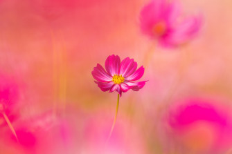 Nature Flower 4k Ultra HD Wallpaper