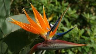 Bird Of Paradise Tropical Flower