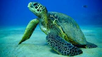 Turtle Sea Fish Photos HD Wallpaper Of