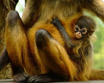 Adorable Baby Monkey Wallpaper Celebrity