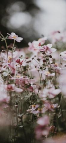 Best Delicate iPhone HD Wallpaper