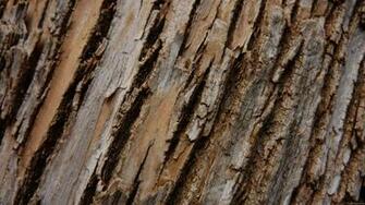 Tree Bark I