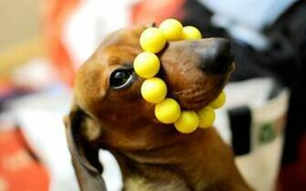 Animals Plannet Funny Dog Wallpaper Desktop