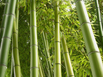 Bamboo HD Wallpaper