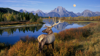 Deer Full HD Wallpaper And Image