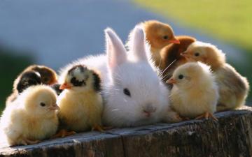 Cute Baby Animals Ever Wallpaper Top