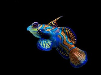 Ocean Jpeg