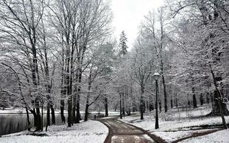 Winter Trees Wallpaper