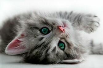Lolcats Desktop Wallpaper