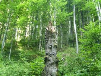 Old Tree Trunk Wallpaper