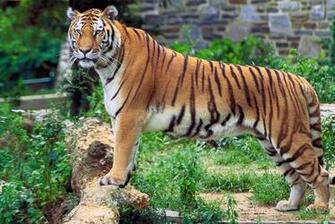 Save Our Tigers Just Left Royal Bengal