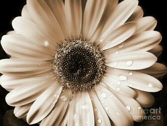 Beautiful Wallpaper Gerbera And Daisy Flower