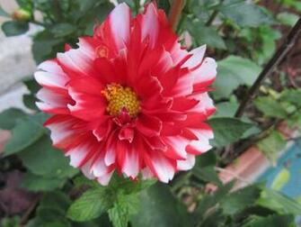 Dahlia Desktop And Mobile Wallpaper Wallippo