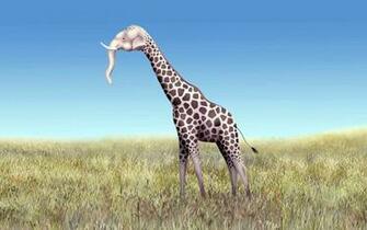 Humor Funny Animals Wallpaper
