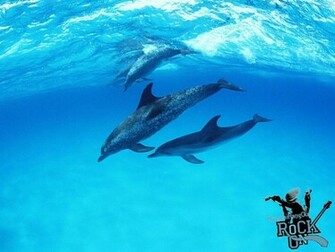 Cute Dolphin Wallpaper