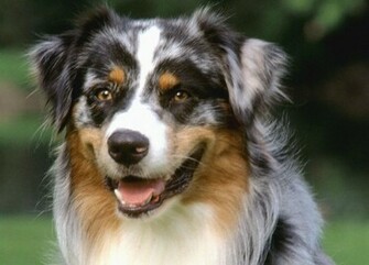 Australian Shepherd Dog Face Photo And Wallpaper Beautiful