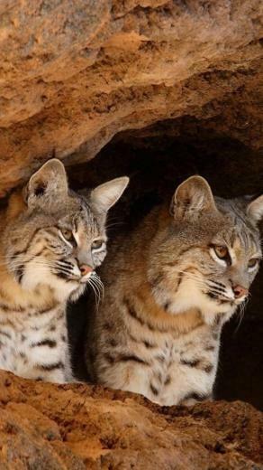 Cats Cat HD Wallpaper Car Pictures