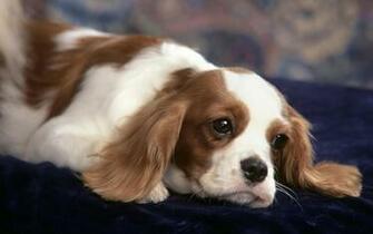Wallpaper Animals Cavalier King Charles Spaniel Puppy HD