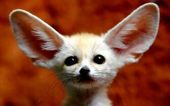 Fennec Fox Wallpaper HD