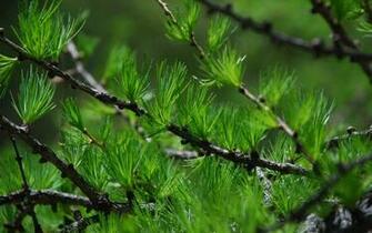 Pine Tree Wallpaper