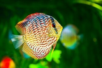 Discus Fish Wallpaper