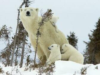Winter Animal Desktop Wallpaper